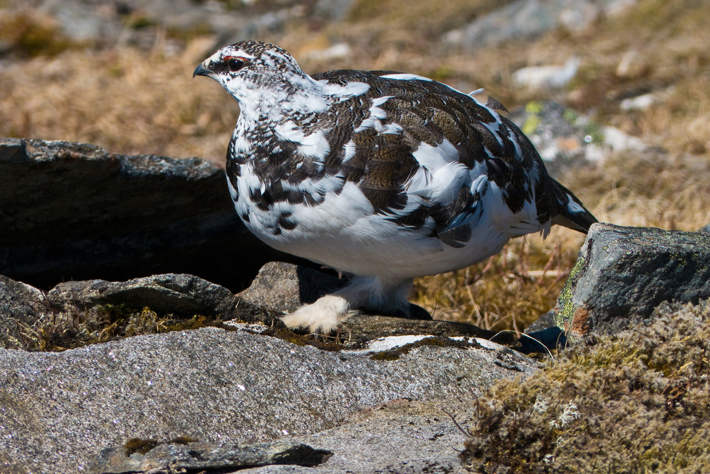 Ptarmigan